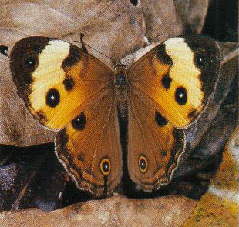 thelena