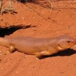 Tjakura - a social burrowing lizard from Central Australia