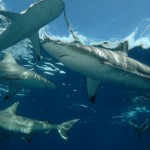 hungry blacktip whalers