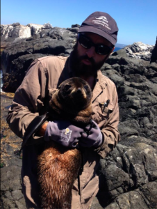 mark-recapture fur seals on Montague Is