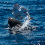 aussie fur seal eating eastern angel shark