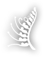 Department of Biological Sciences Logo