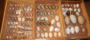 Bird's eggs
