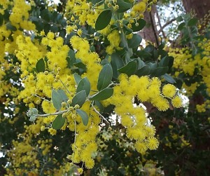 Acacia podalyriifolia a