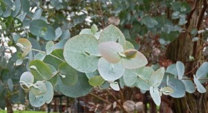 Eucalyptus cinerea - week 3 - 9th September