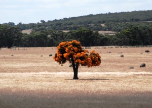 There is something rather unusual about this photograph of the Western Australian Christmas Bush. Kevin and Alison will donate $1 to the Royal Flying Doctor Service (up to a total of $50) for every person who emails us the correct answer. Answers will have to reach us before 11 am next Monday. Send your answers to: 