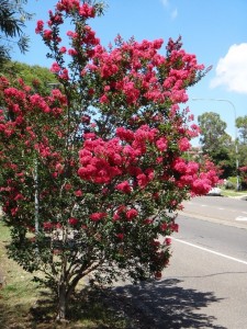 Lagerstroemia indica - shrub - cherry red in County Drive