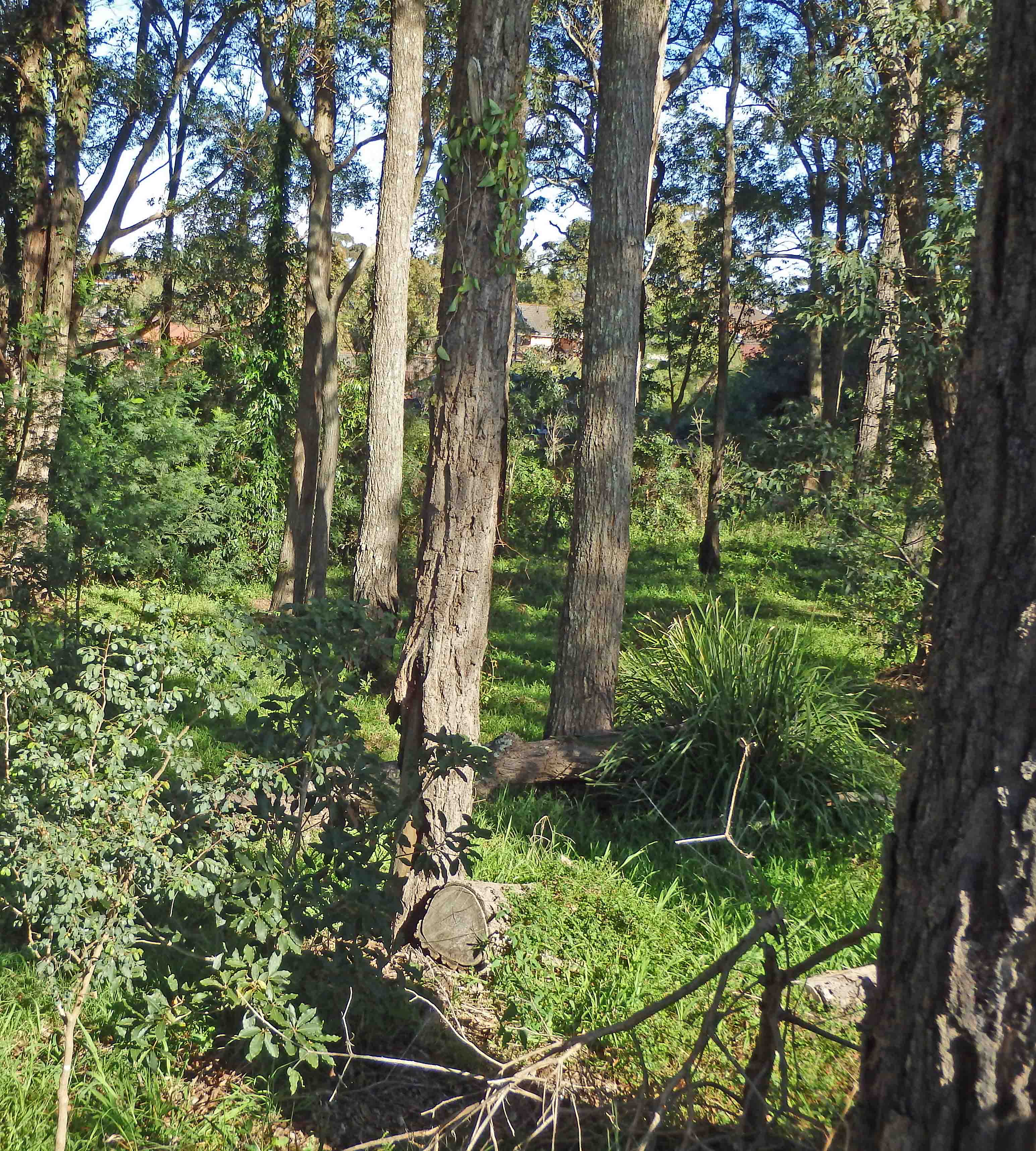 sydney turpentine ironbark forest