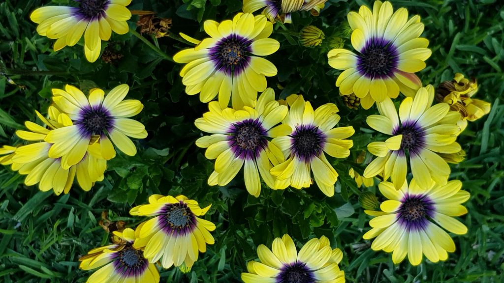 osteospermum yellow with purple center