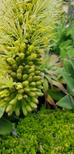 Agave attenuata flowers ed