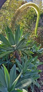 Agave attenuata fox tail best Lavender Bay