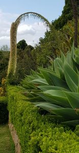 Agave attenuata in flower ed